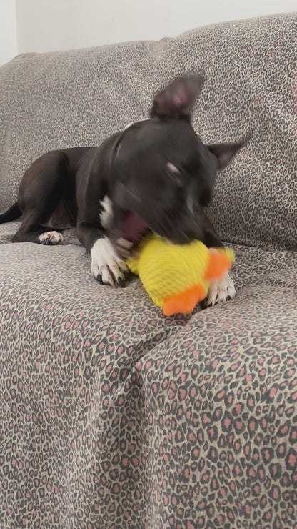 Quacko™ – Gioco Resistente per Cani